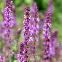 Salvia Marvel Rose Perennial Plant 9cm Pot - Set of 3