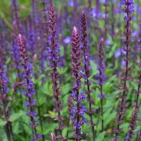 Salvia Nem Caradonna Perennial Plant 2L - Set of 3