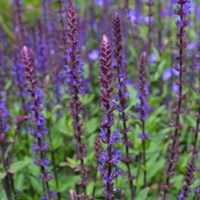 Salvia Nem Caradonna Perennial Plant 9cm - Set of 3
