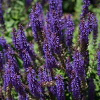 Salvia Nem. Salvatore Blue Perennial Plant 2L Pot - Set of 3