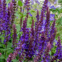 Salvia Nem. Viola Klose Perennial Plant 2L Pot - Set of 3