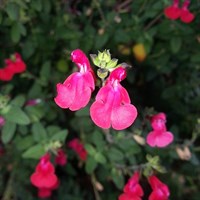 Salvia Neon Perennial Plant 9cm - Set of 3