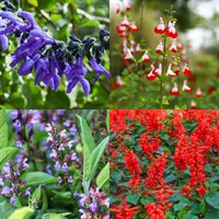 Salvia Perennial Set - Mixed Colours - 3 x 2L Pots