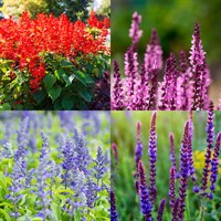 Salvia Perennial Set - Mixed Colours - 6 x 9cm Pots