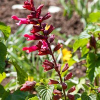 Salvia Rockin Red Flamingo Perennial Plant 2L Pot - Set of 3