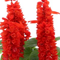 Salvia Splendens 8 Pack Boxed Bedding