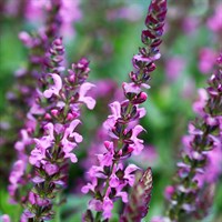 Salvia Syl Rose Queen Perennial Plant 9cm Pot - Set of 3