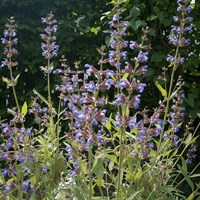 Salvia Uliginosa Perennial Plant 9cm Pot - Set of 3
