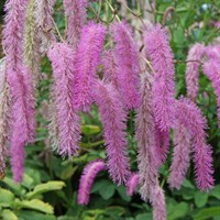 Sanguisorba Lilac Squirrel 2L Pot - Set of 3