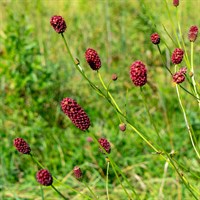 Sanguisorba off. Arnhem Perennial Plant 2L Pot - Set of 3