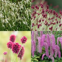 Sanguisorba Perennial Set - Mixed Colours - 3 x 2L Pots