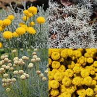 Santolina Perennial Set - Mixed Colours - 6 x 9cm Pots
