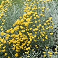 Santolinia Lemon Fizz Perennial Plant 9cm Pot - Set of 3