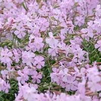 Saponaria Max Frei Perennial Plant 2L Pot - Set of 3