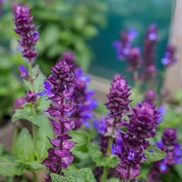 Salvia Marvel Blue Perennial Plant 2L Pot - Set of 3