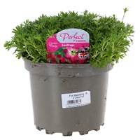 Saxifraga Mixed 2L Pot Bedding