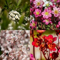 Saxifraga Perennial Set - Mixed Colours - 3 x 2L Pots