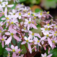 Saxifraga Sibyll Trelawney Perennial Plant 2L Pot - Set of 3