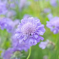 Scabiosa Mariposa Blue Perennial Plant 9cm Pot - Set of 3