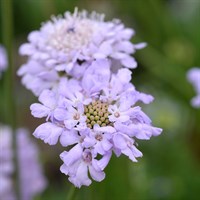 Scabiosa Flutter Deep Blue Perennial Plant 9cm Pot - Set of 3
