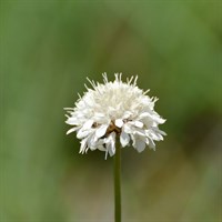 Scabiosa Flutter Pure White Perennial Plant 9cm Pot - Set of 3