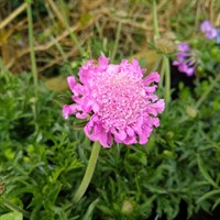 Scabiosa Flutter Rose Pink Perennial Plant 9cm Pot - Set of 3