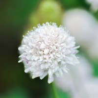 Scabiosa Incisa Kudo White Perennial Plant 9cm Pot - Set of 3