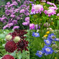 Scabiosa Perennial Set - Mixed Colours - 3 x 2L Pots
