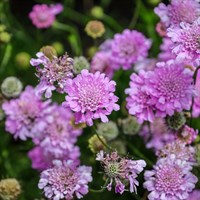 Scabiosa Pink Mist Perennial Plant 9cm Pot - Set of 3