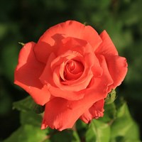 Scent From Heaven - Rose of the Year 2017 - Climbing Rose 5.5L Pot