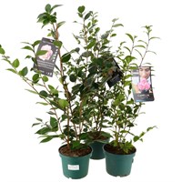 Scented Camellia Bundle - 3 x 19cm Pots