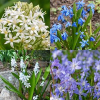 Scilla Perennial Set - Mixed Colours - 3 x 2L Pots