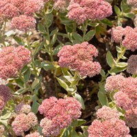 Sedum Coraljade 2L Pot - Set of 3