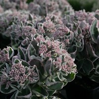 Sedum La Vie En Rose Perennial Plant 9cm Pot - Set of 3