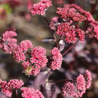 Sedum Marina Perennial Plant 2L Pot - Set of 3