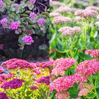 Sedum Perennial Set - Mixed Colours - 5 x 9cm Pots