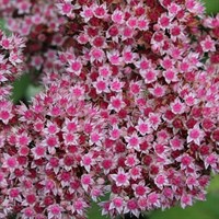 Sedum Vera Jameson Perennial Plant 9cm Pot - Set of 3