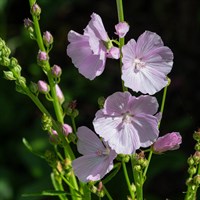 Sidalcea Little Princess Perennial Plant 2L Pot - Set of 3