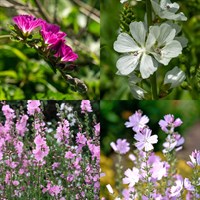 Sidalcea Perennial Set - Mixed Colours - 3 x 2L Pots