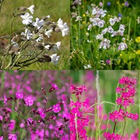 Silene Perennial Set - Mixed Colours - 3 x 2L Pots