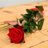 A Single Long Stem Red Rose Valentine's Day