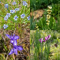 Sisyrinchium Perennial Set - Mixed Colours - 6 x 9cm Pots