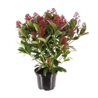 Skimmia Japonica Rubella Shrub - 19cm Pot