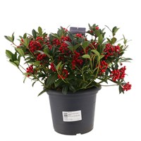 Skimmia Red Berry Bee - 10L Pot