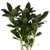 Skimmia (x3 Individual Stems) - Green