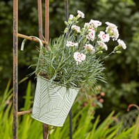 Smart Garden 6Inch Fence & Balcony Hanging Pot Fern Sage (6030365)