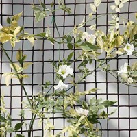 Smart Garden Climbing Plant & Fencing Mesh - Brown 50mm Mesh 0.5 x 5m (7030011)