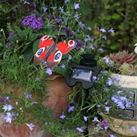 Smart Garden Flutterby - Monarch (1370010)