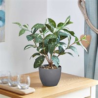 Smart Garden Japanese Laurel 38cm Artificial Potted Plant (5607012)