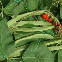 Smart Garden Pea & Bean Netting - Green 150mm Mesh 2 x 5m (7030005)
